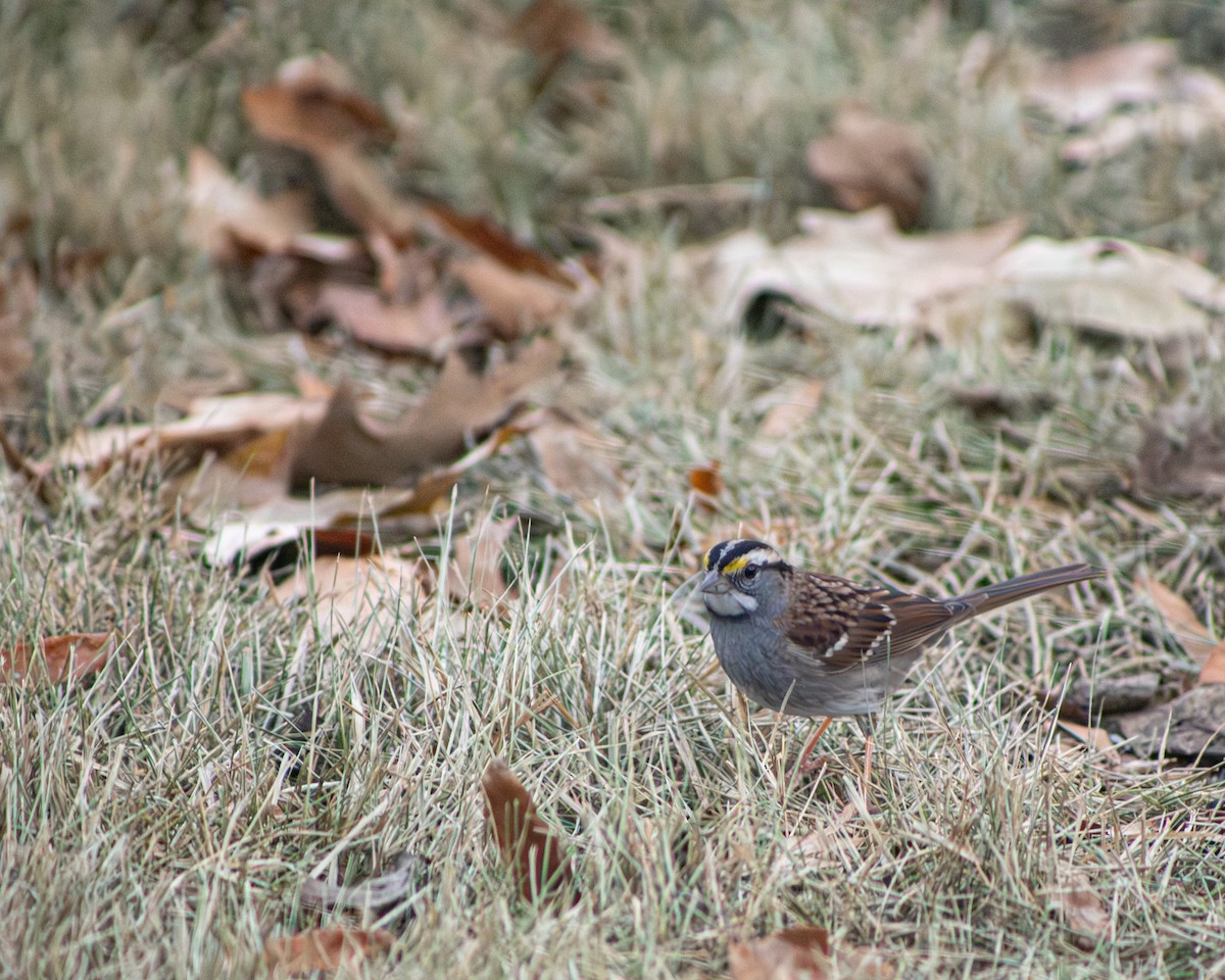 White-throated Sparrow - ML647265642