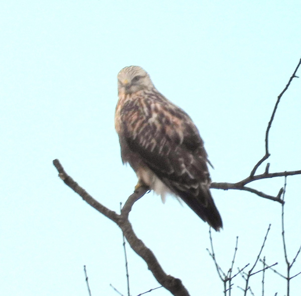 Rough-legged Hawk - ML647265643