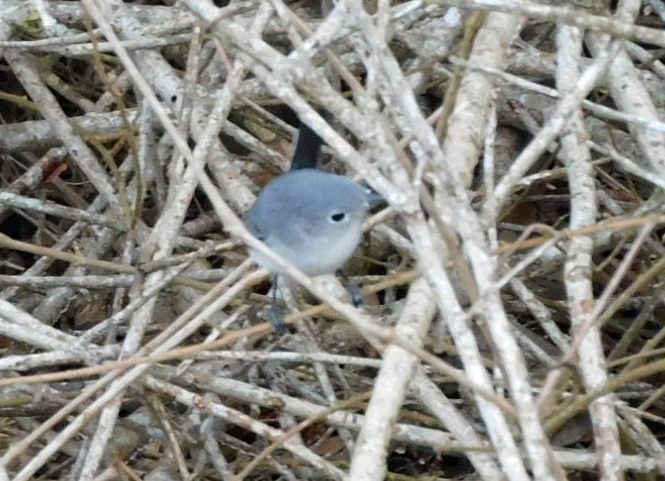 Голубая комароловка - ML647265644