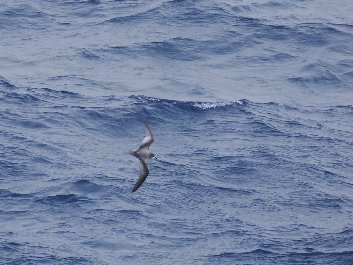 Pétrel maculé - ML647265653