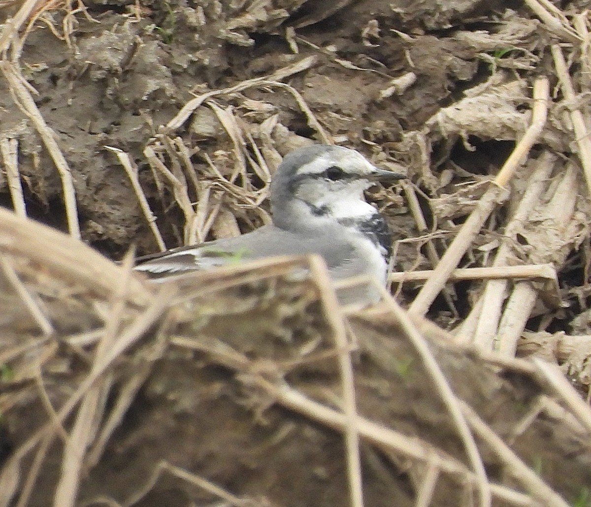 White Wagtail (ocularis) - ML647265654