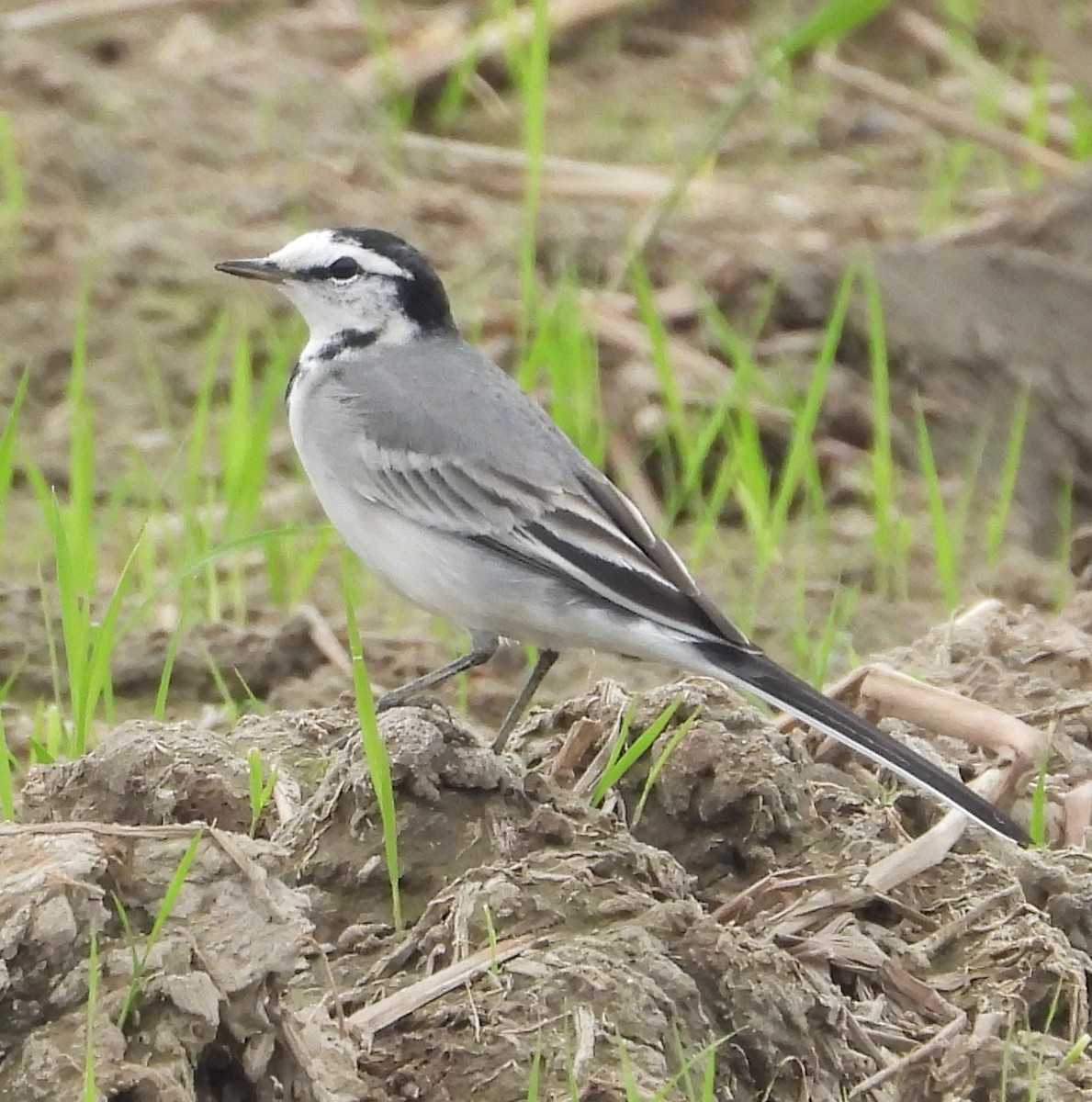 White Wagtail (ocularis) - ML647265655