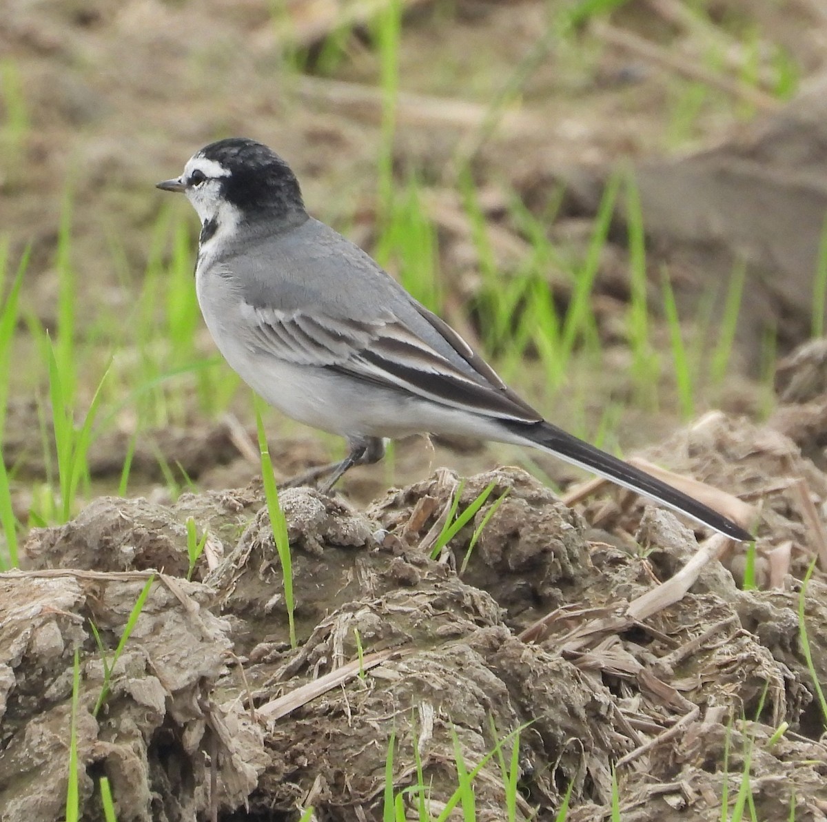 White Wagtail (ocularis) - ML647265657