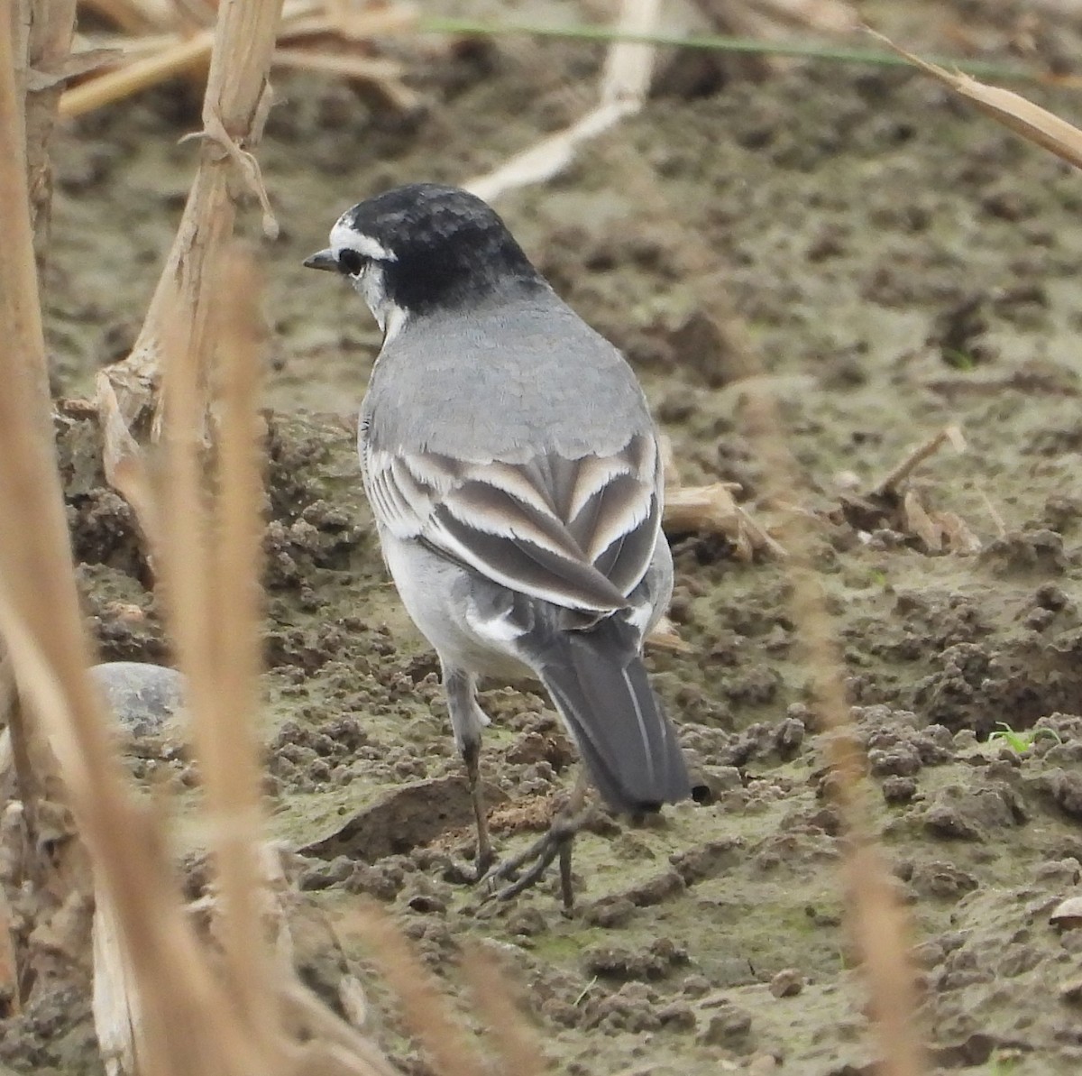 White Wagtail (ocularis) - ML647265658