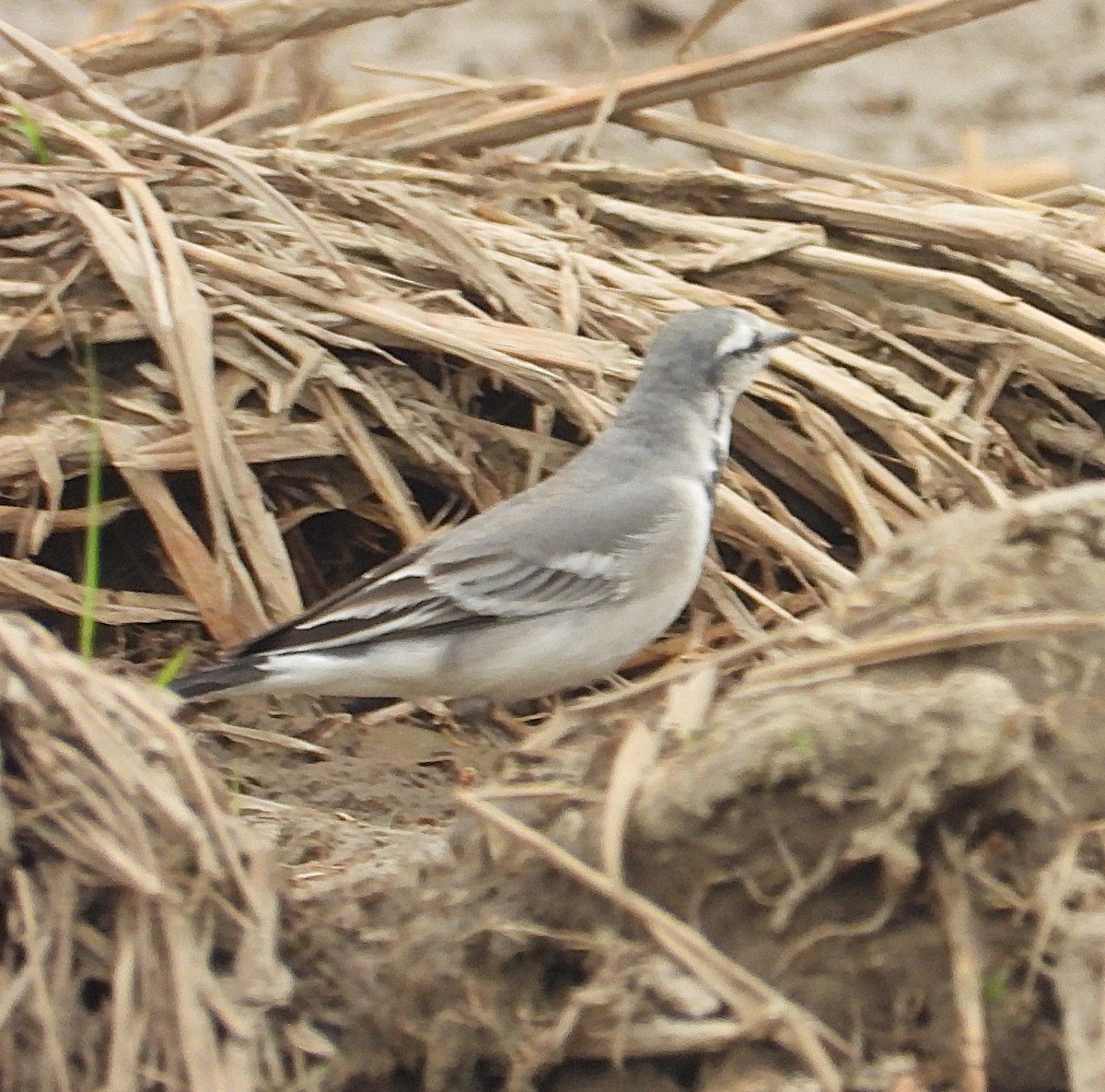 White Wagtail (ocularis) - ML647265659