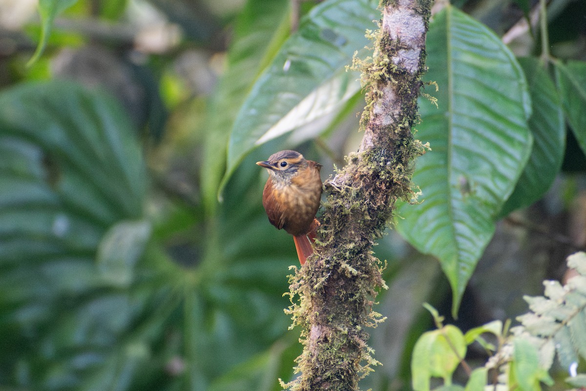 Scaly-throated Foliage-gleaner (Spot-breasted) - ML647265660