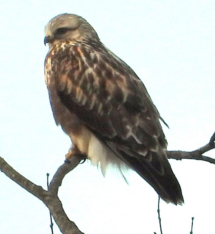 Rough-legged Hawk - ML647265667