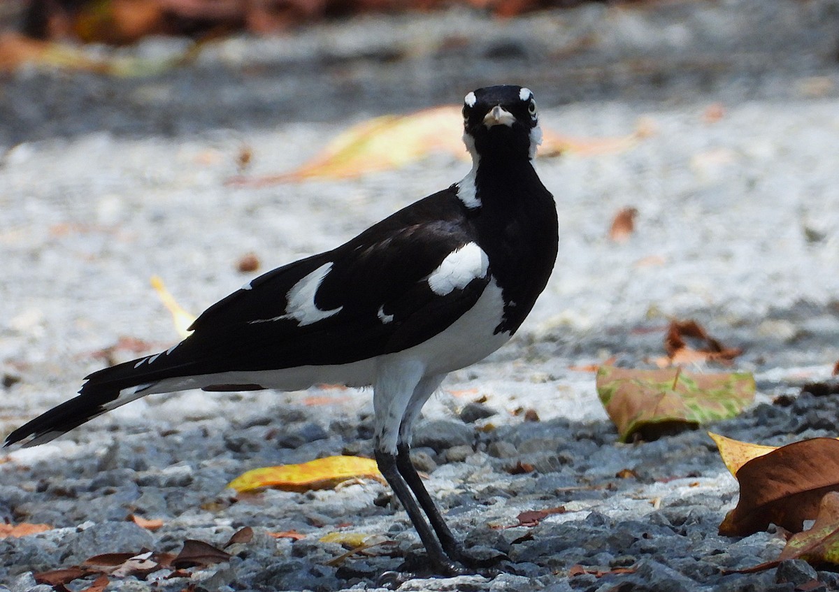 Magpie-lark - ML647265668