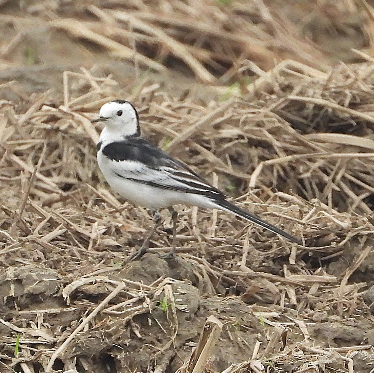 White Wagtail (Chinese) - ML647265670