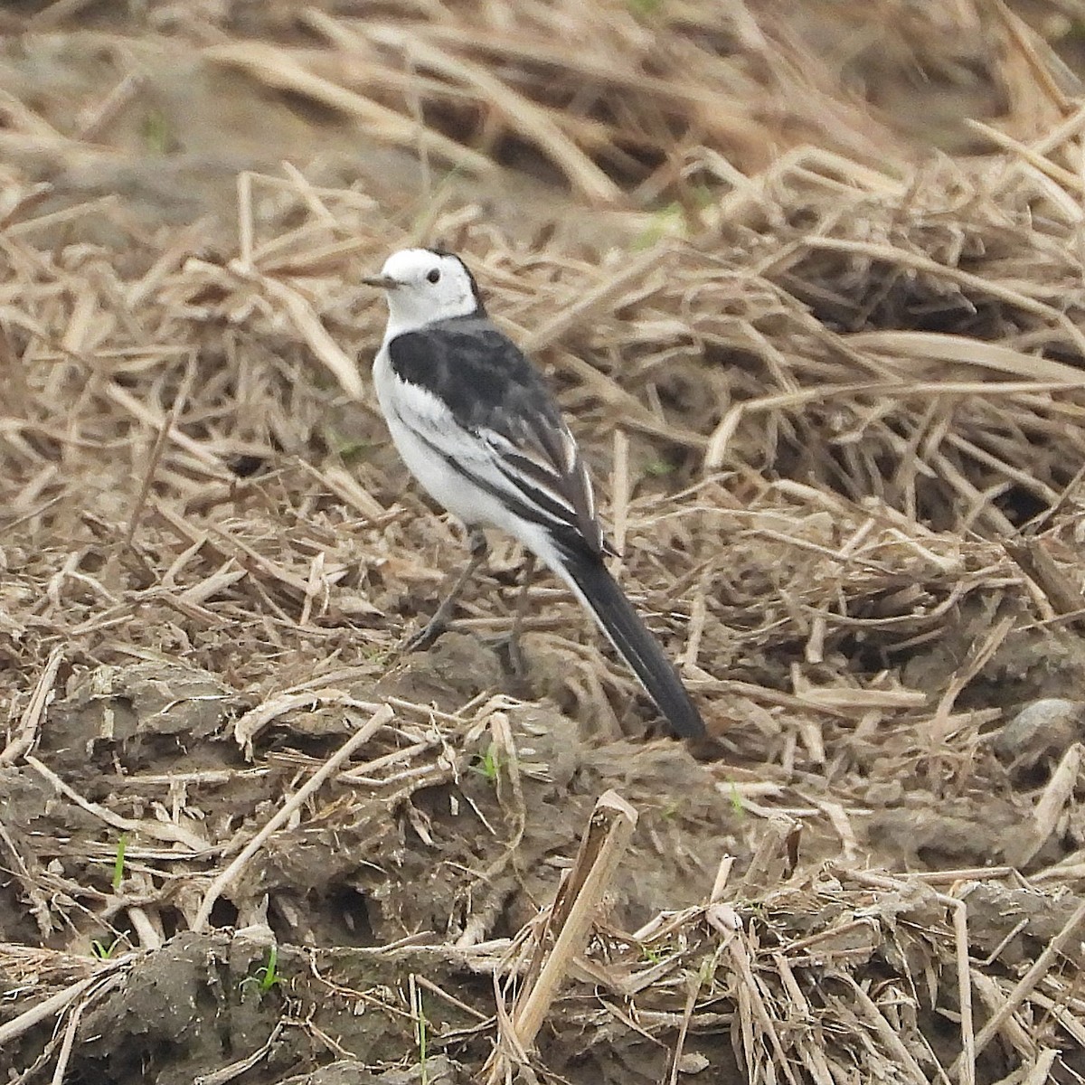 White Wagtail (Chinese) - ML647265671