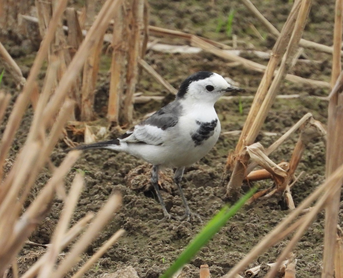 White Wagtail (Chinese) - ML647265672