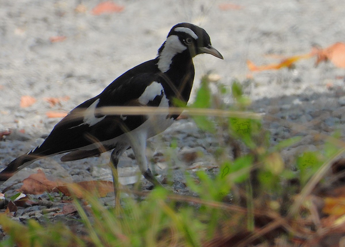 Magpie-lark - ML647265673