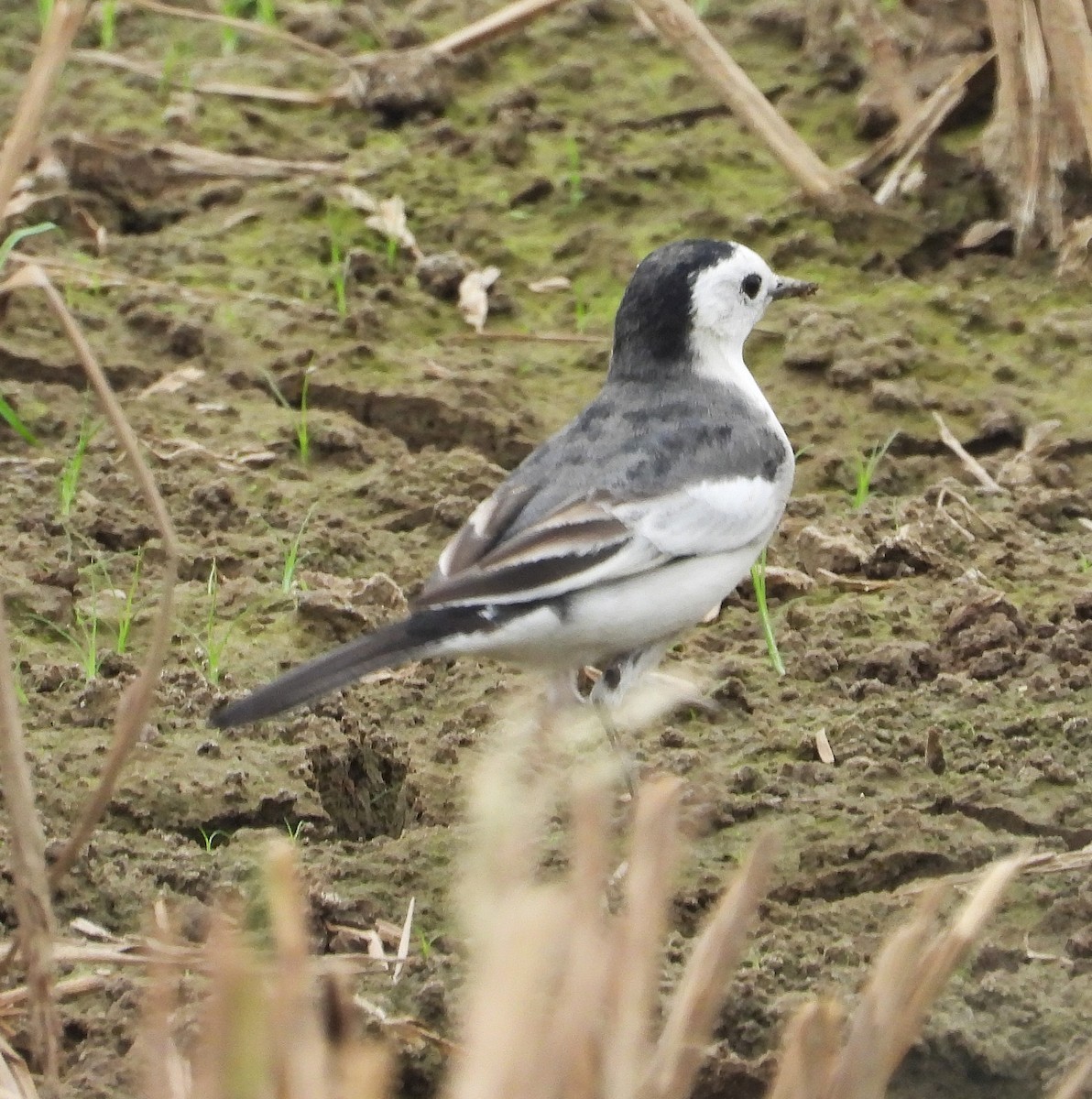 White Wagtail (Chinese) - ML647265674
