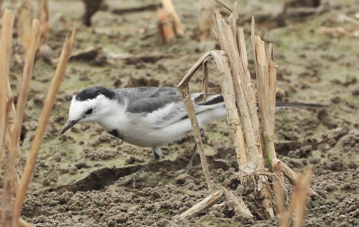 White Wagtail (Chinese) - ML647265675
