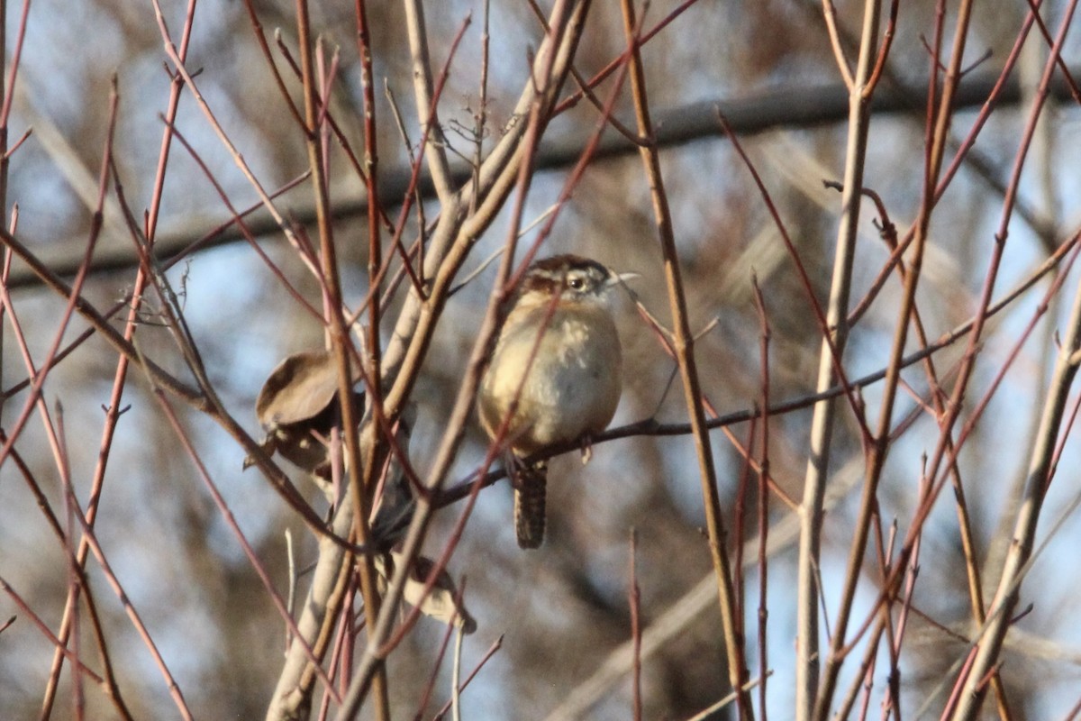 Carolina Wren - ML647265682