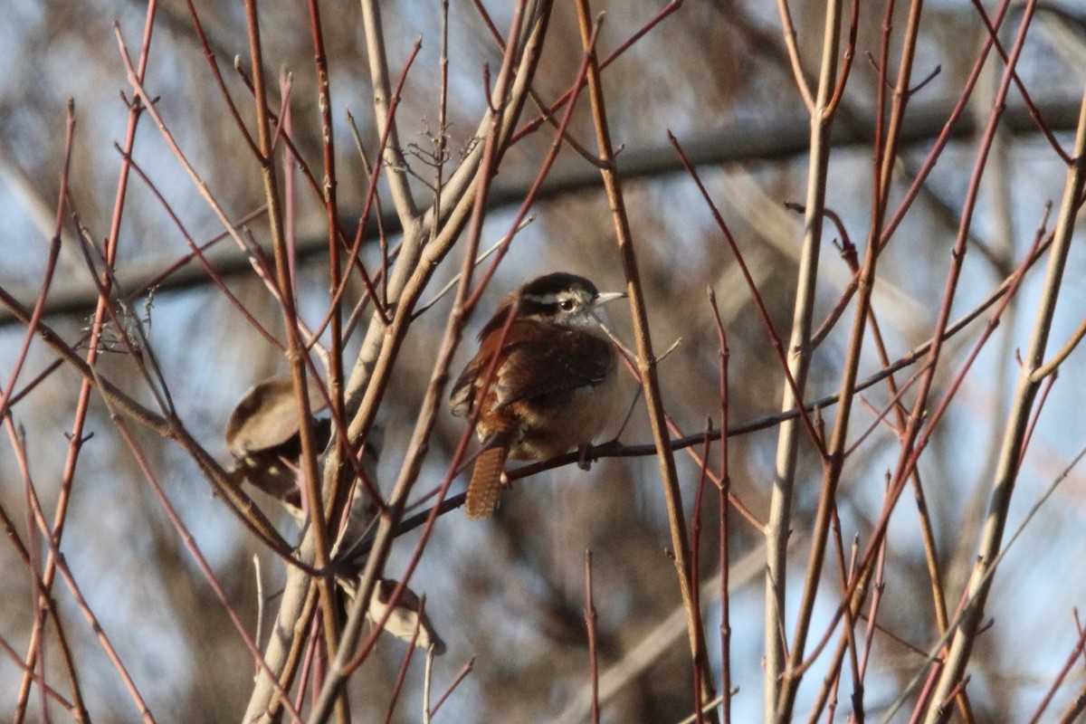 Carolina Wren - ML647265683
