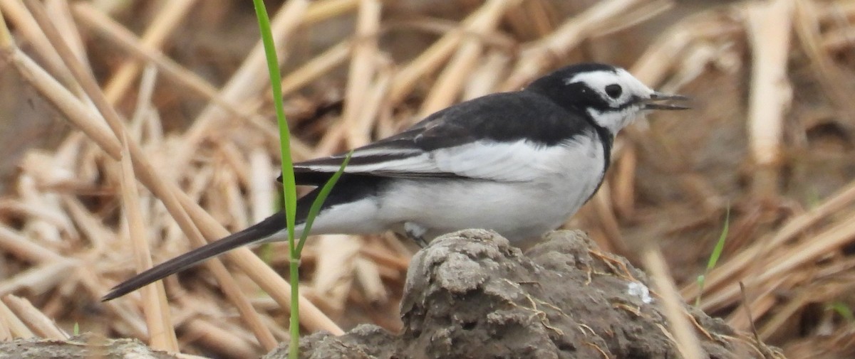 White Wagtail (Hodgson's) - ML647265690