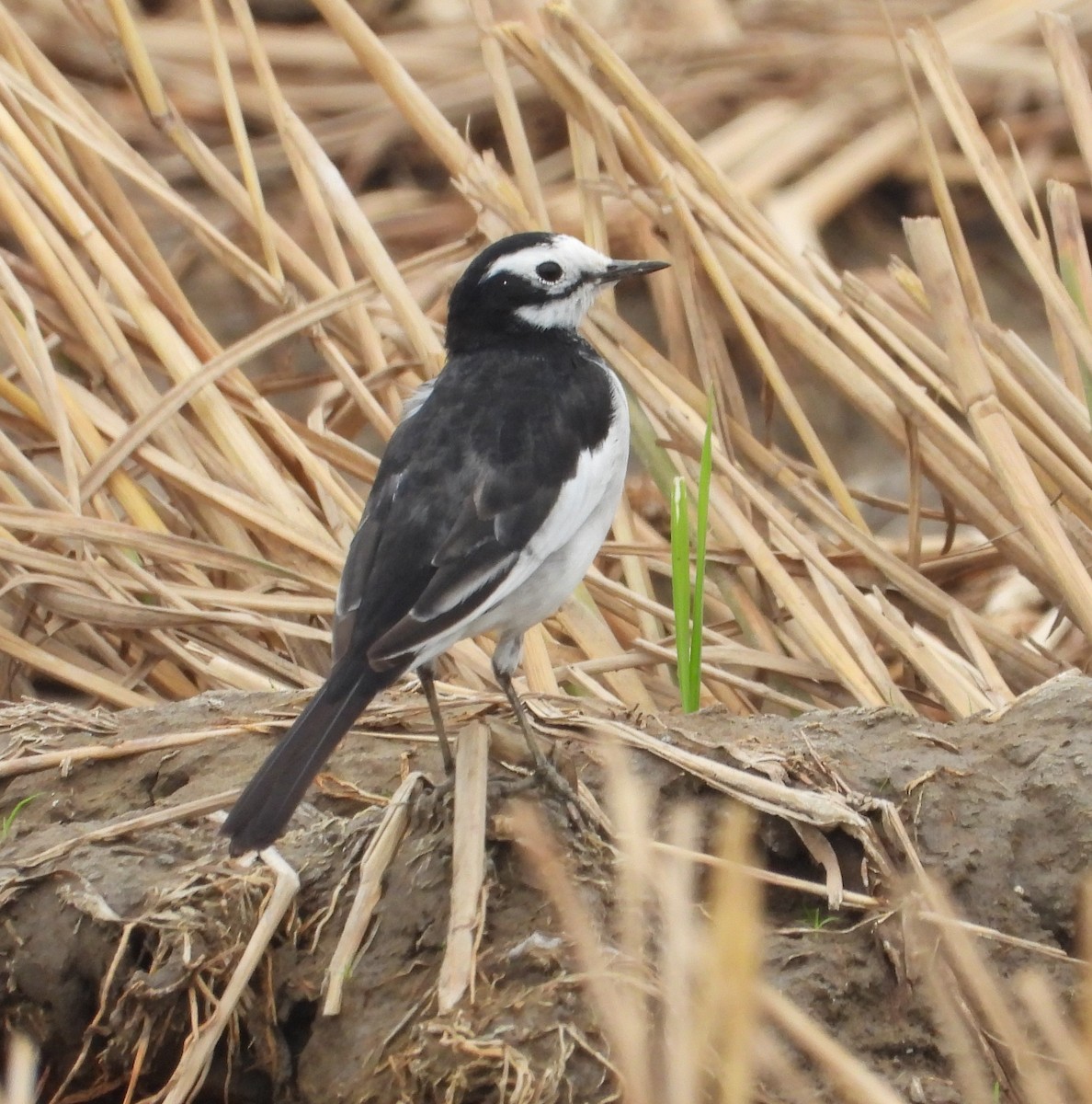 White Wagtail (Hodgson's) - ML647265691