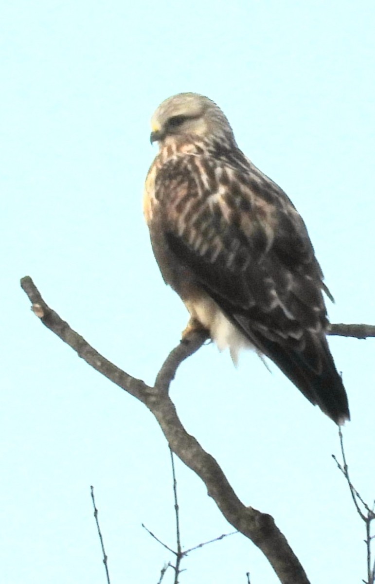 Rough-legged Hawk - ML647265692