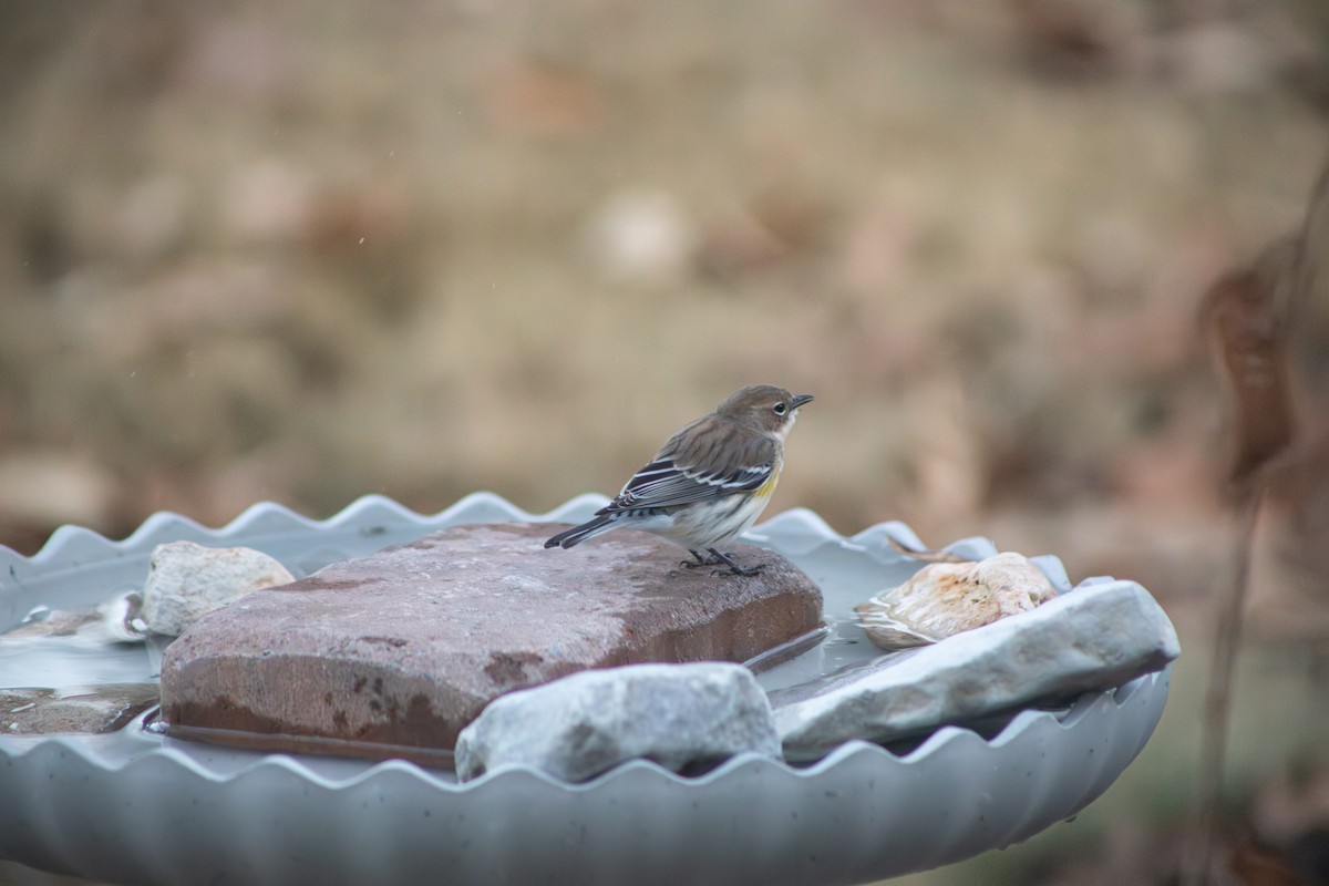 Yellow-rumped Warbler - ML647265694