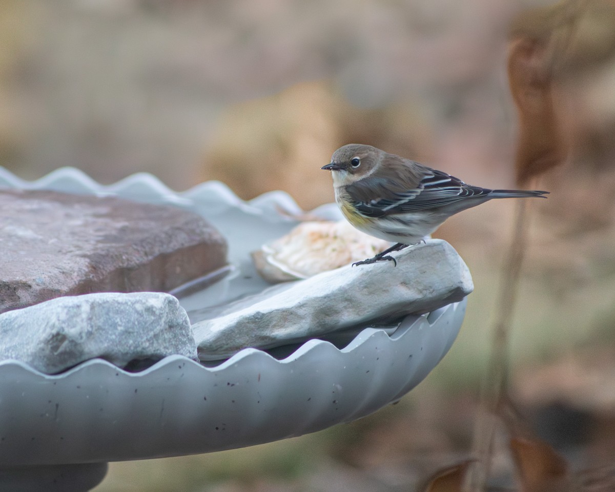 Yellow-rumped Warbler - ML647265695
