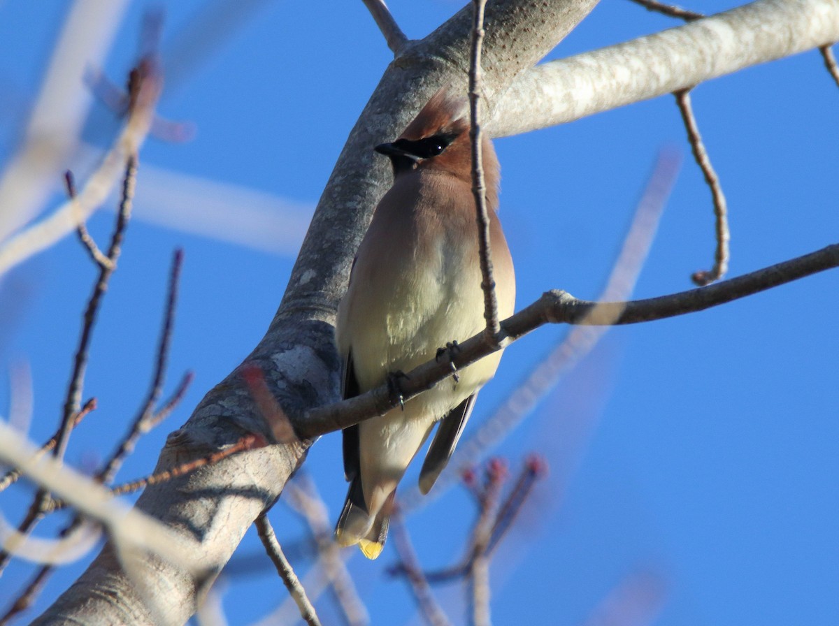 Buztanori amerikarra - ML647265699