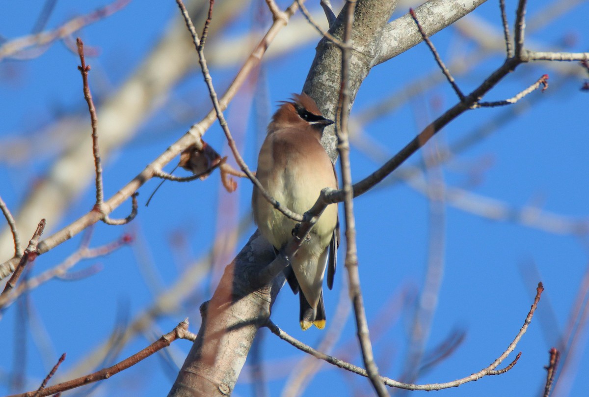 Buztanori amerikarra - ML647265700