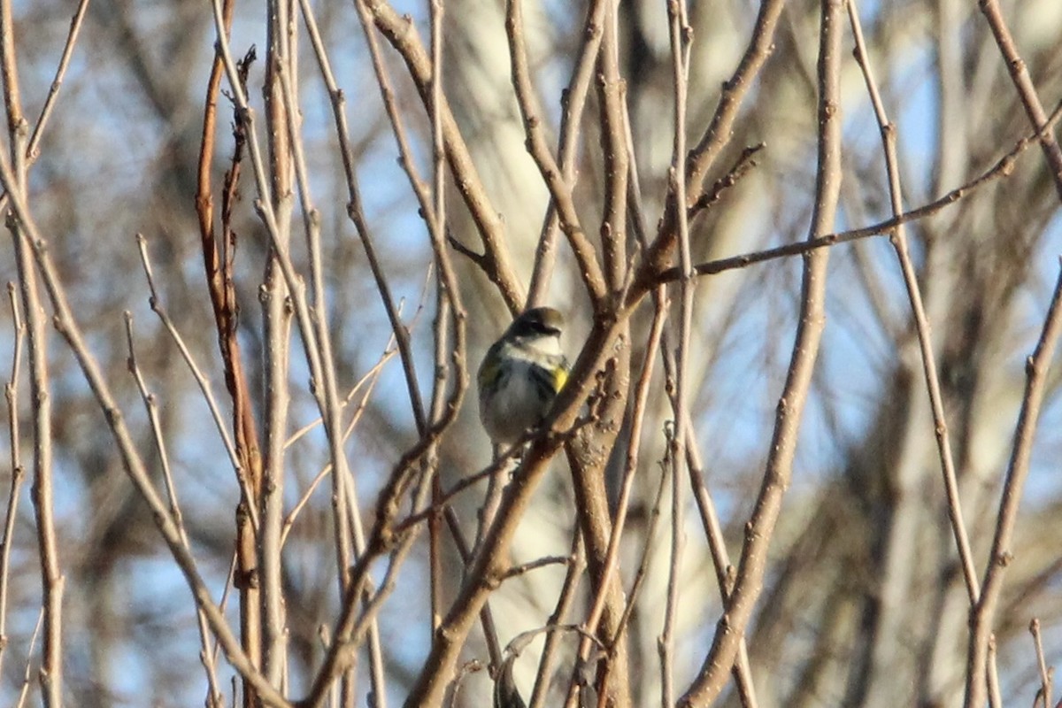 Yellow-rumped Warbler (Myrtle) - ML647265701