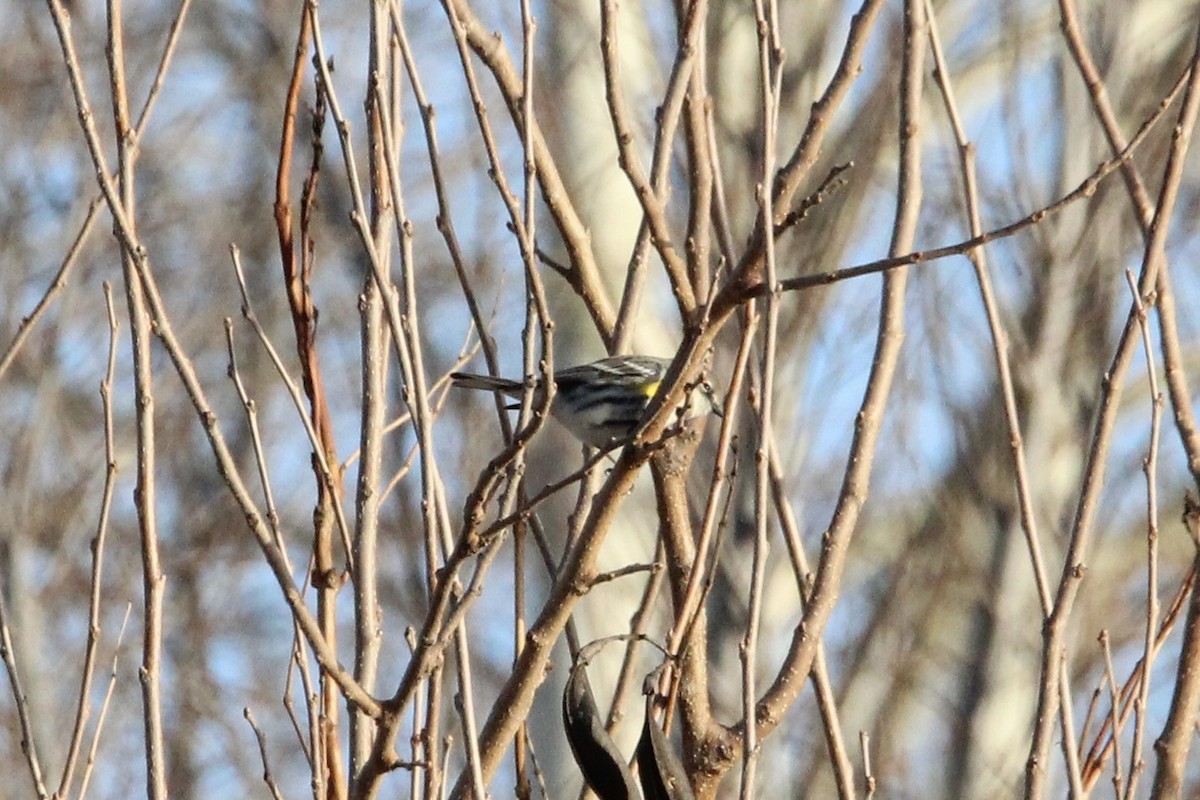 Yellow-rumped Warbler (Myrtle) - ML647265702
