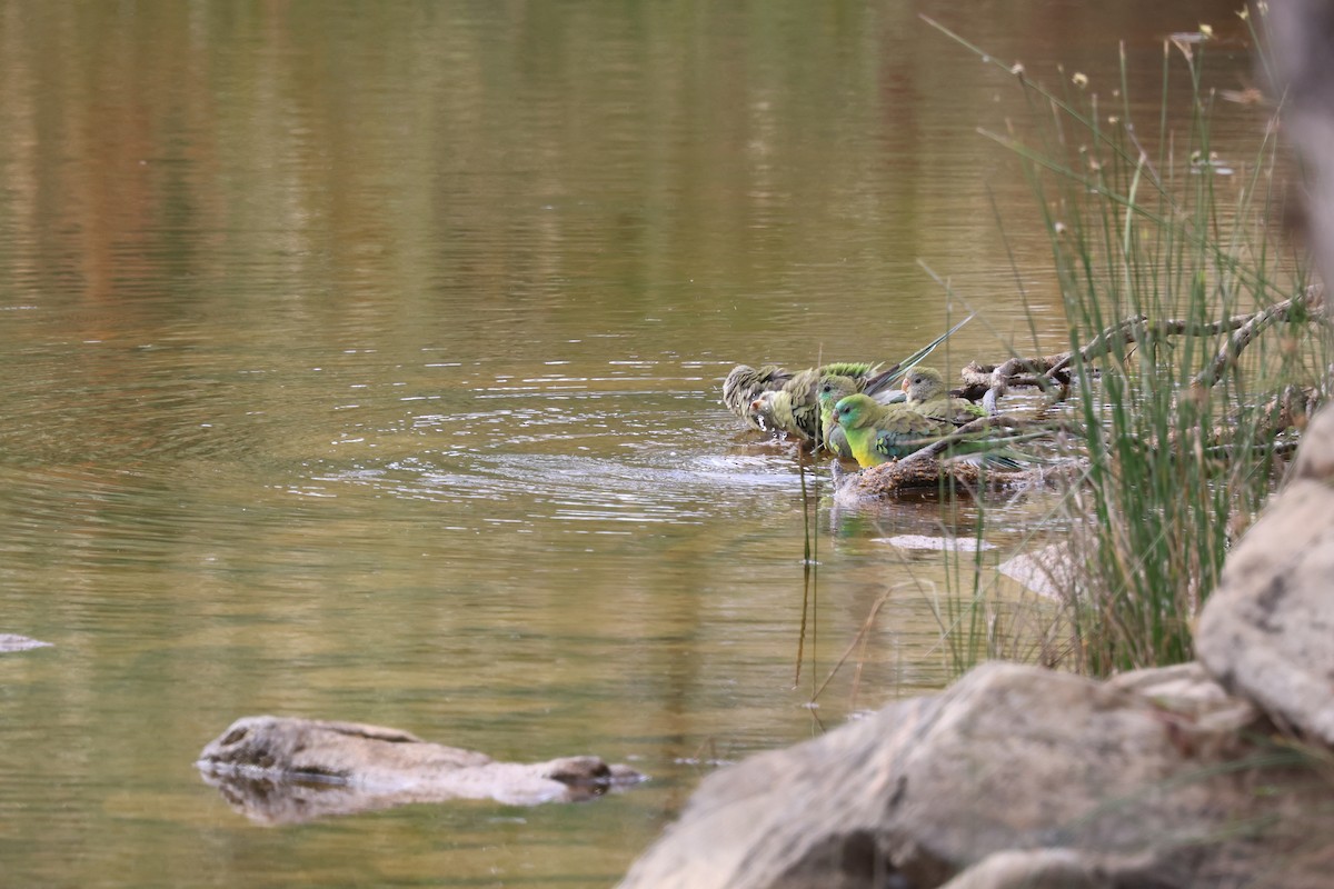 Red-rumped Parrot - ML647265704