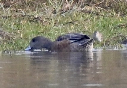 hvízdák americký - ML647265714