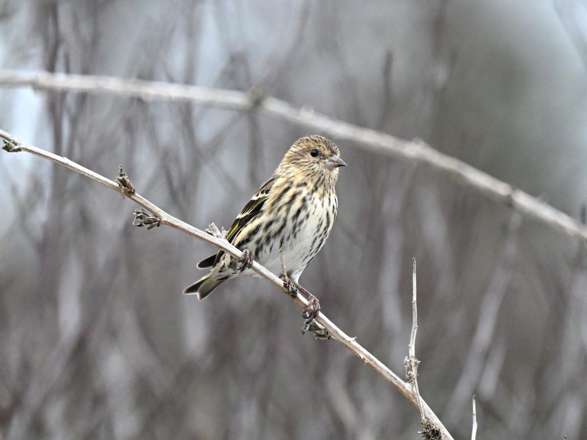 Pine Siskin - ML647265728