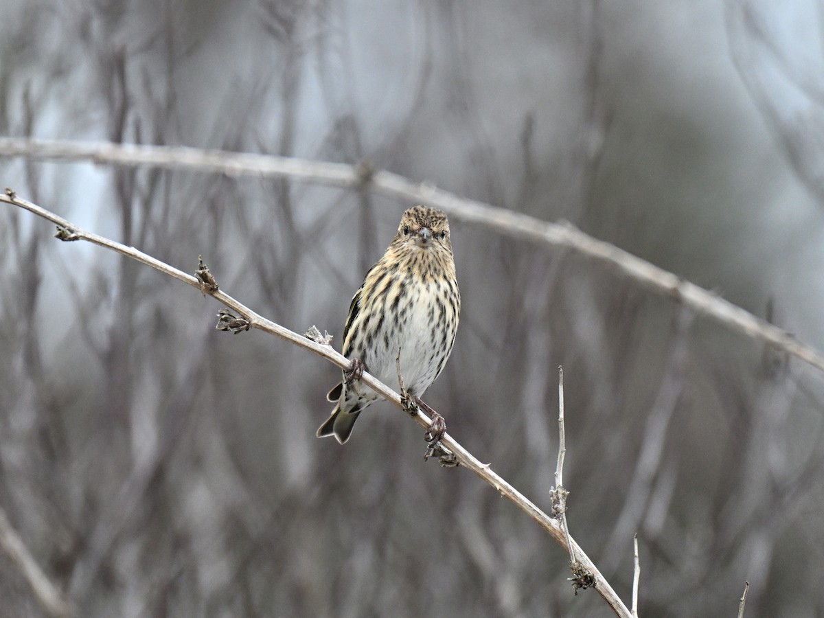 Pine Siskin - ML647265729