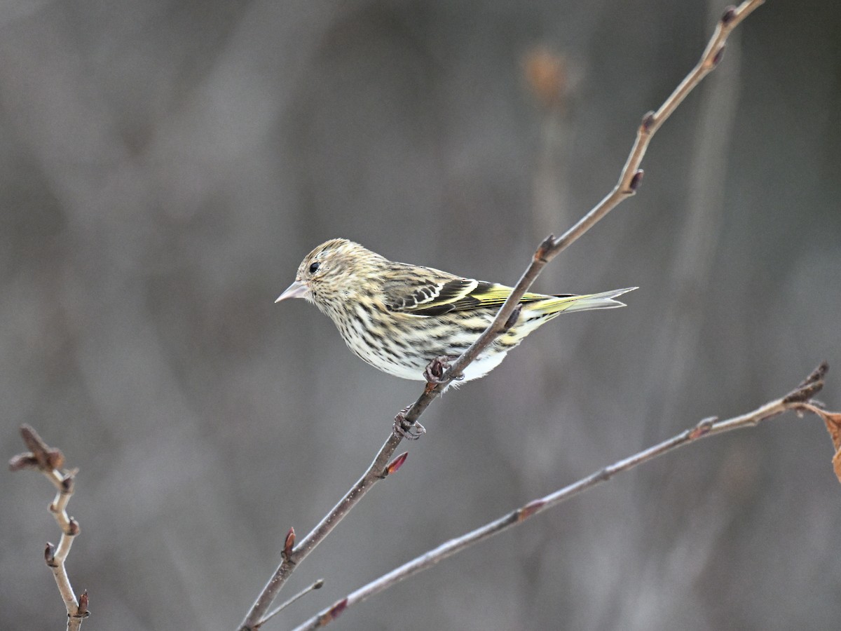 Pine Siskin - ML647265730