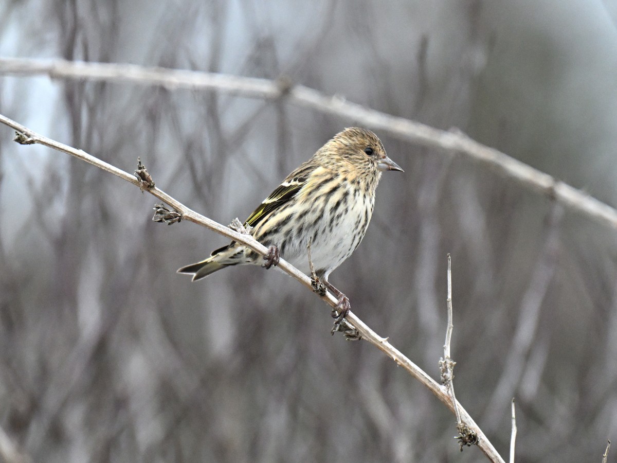 Pine Siskin - ML647265731