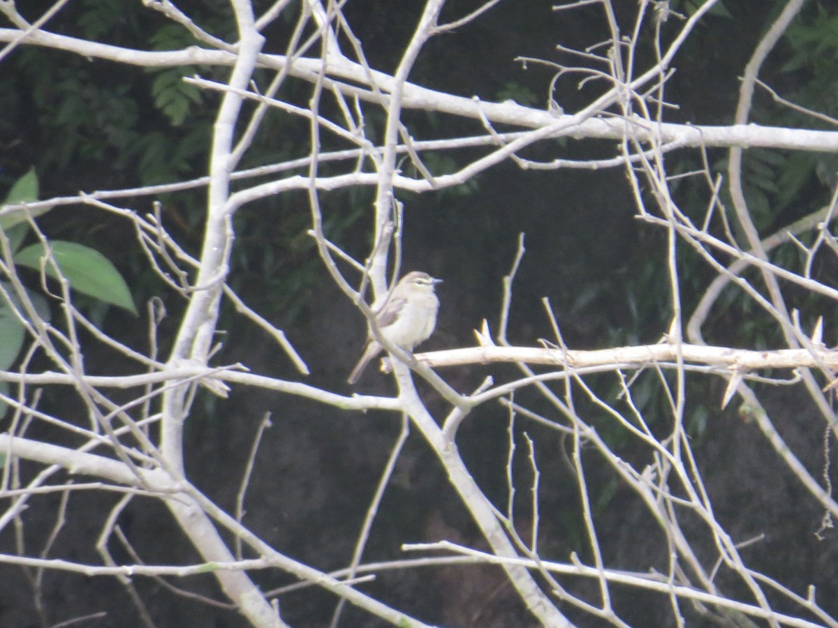 Subaşı Tiranı - ML647265745