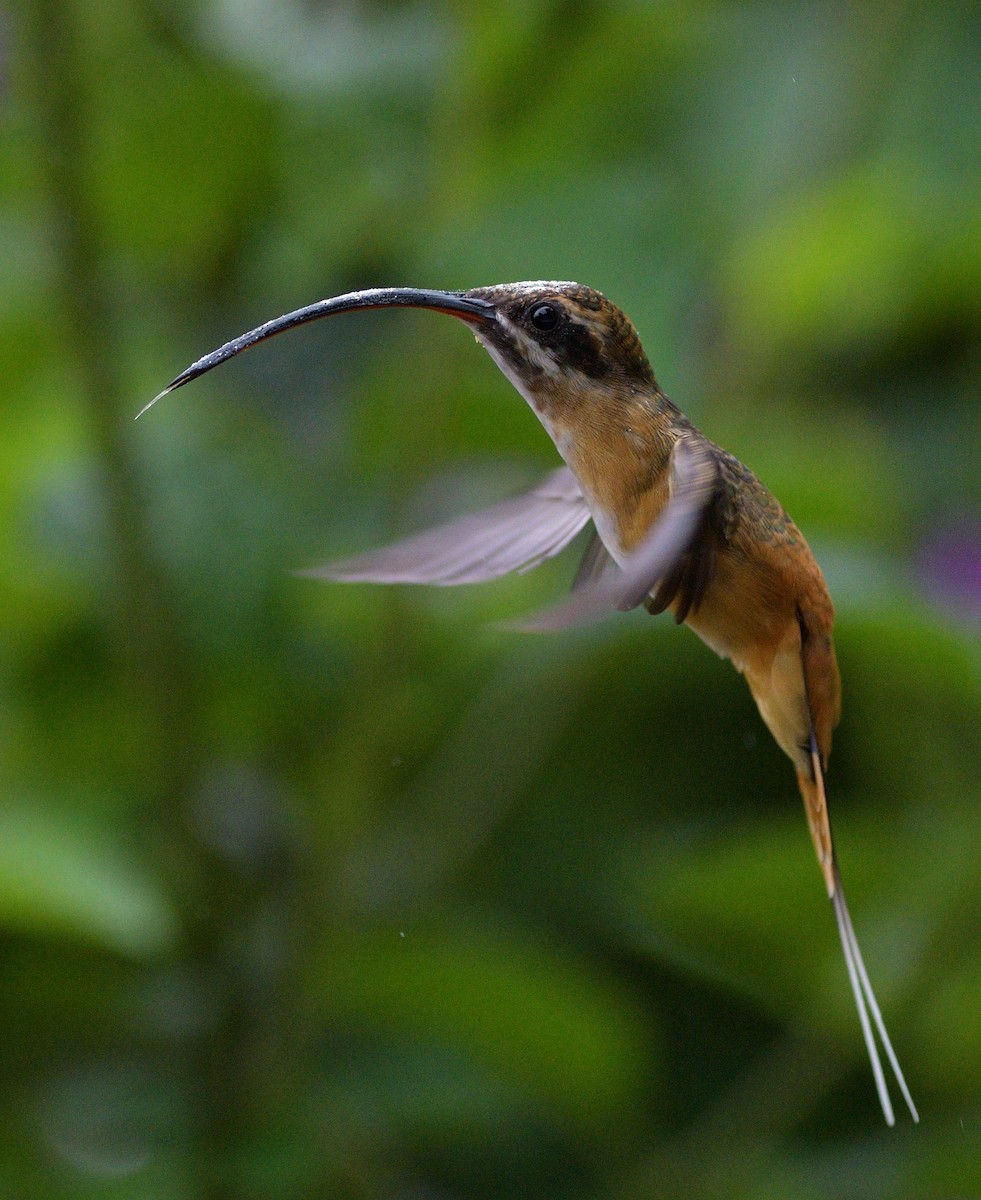 Ermitaño Ventrihabano - ML647265747