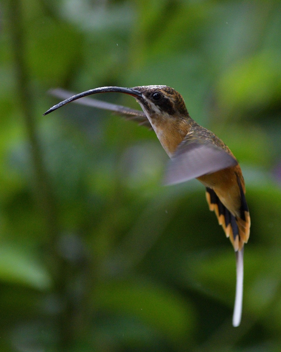 Ermitaño Ventrihabano - ML647265748