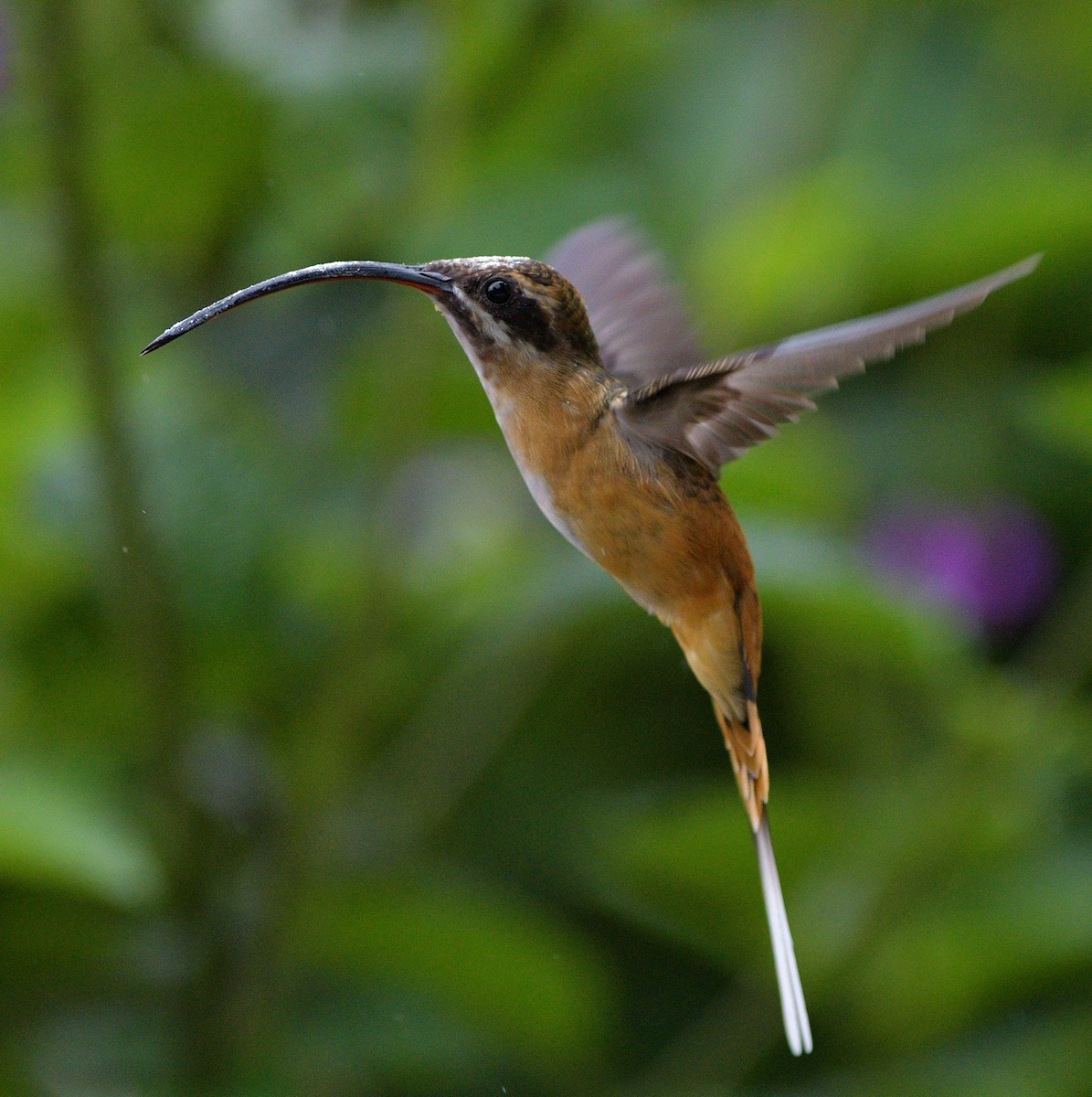 Ermitaño Ventrihabano - ML647265749