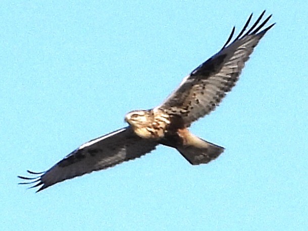 Rough-legged Hawk - ML647265751