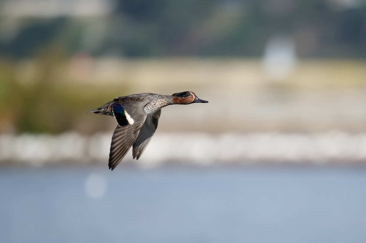 コガモ - ML647265758