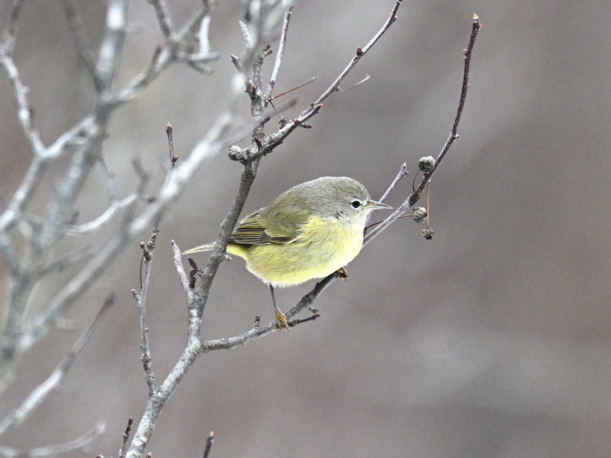 Orange-crowned Warbler - ML647265760