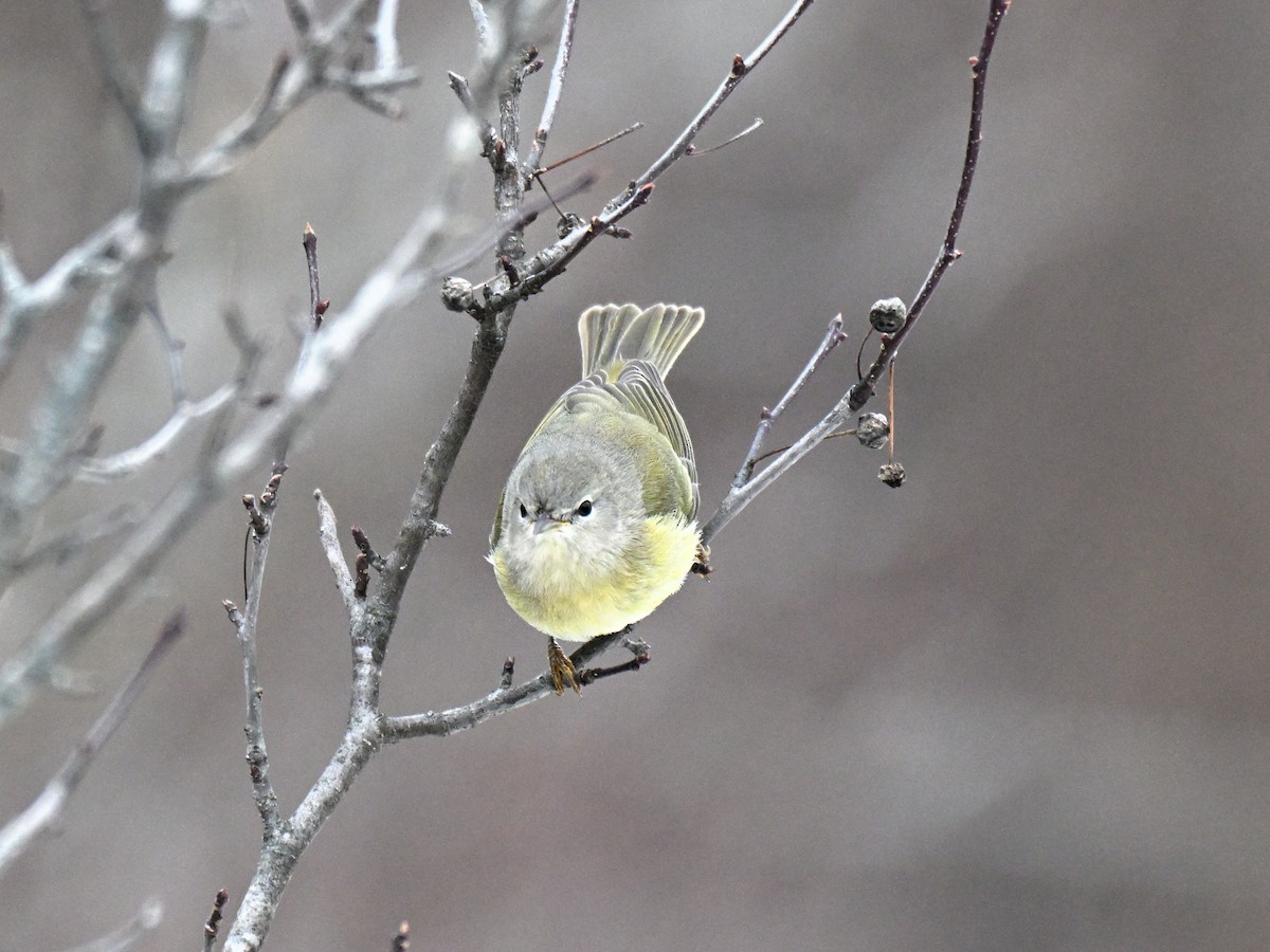 Orange-crowned Warbler - ML647265761