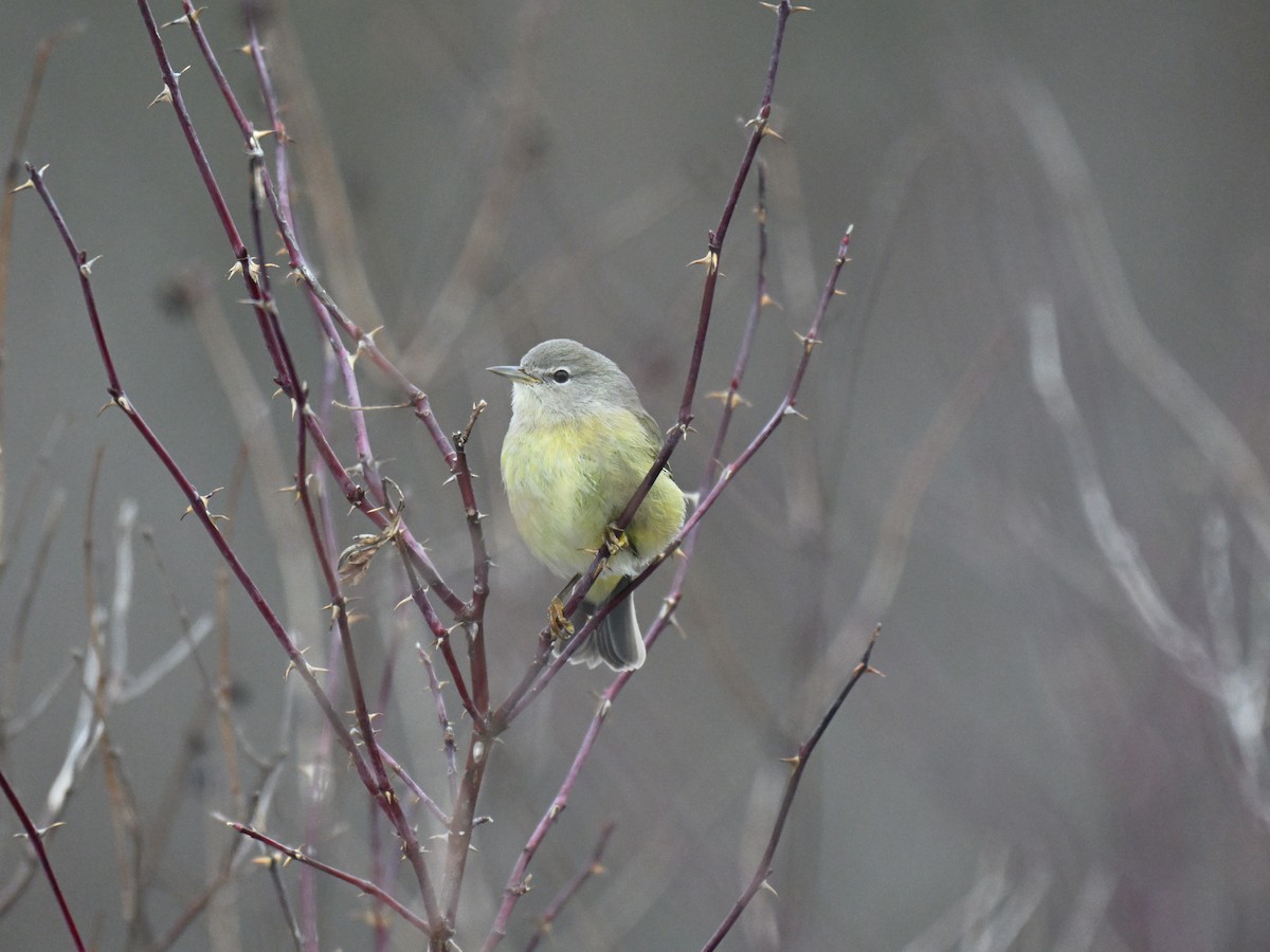 Orange-crowned Warbler - ML647265762