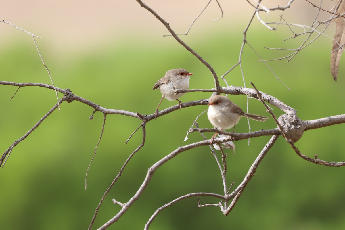 Superb Fairywren - ML647265763