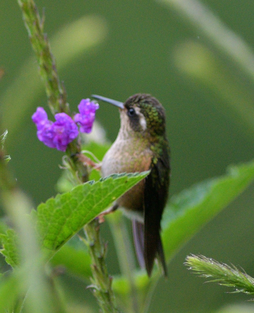 Çilli Kolibri - ML647265764