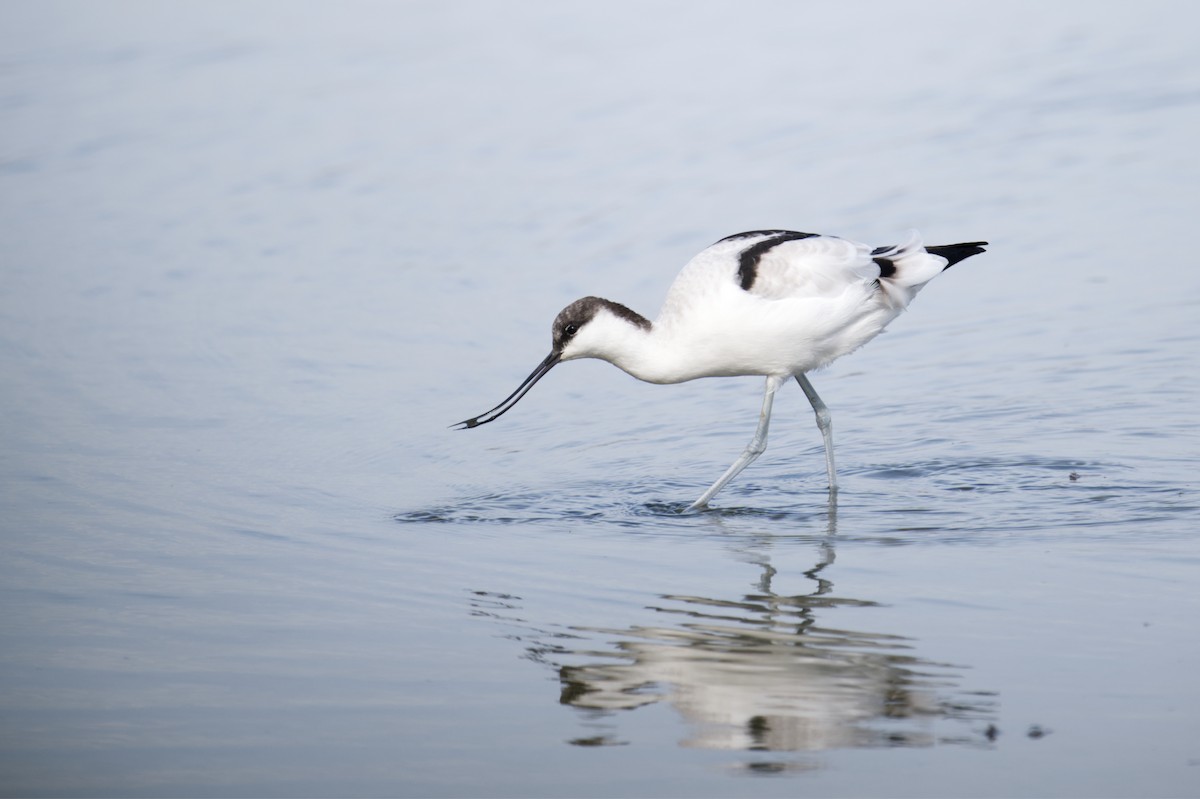 ソリハシセイタカシギ - ML647265765