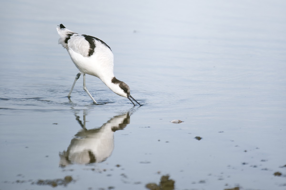 ソリハシセイタカシギ - ML647265766