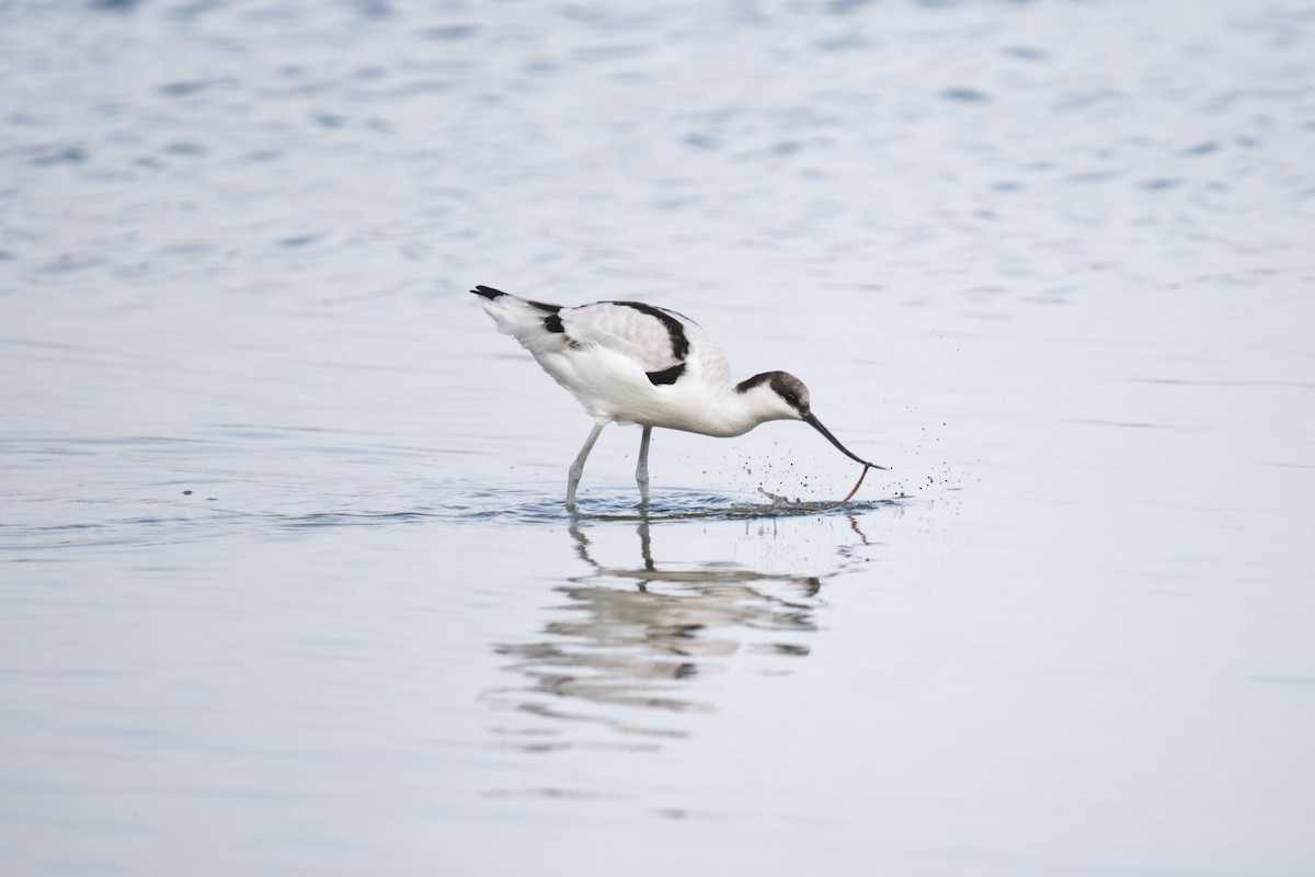 ソリハシセイタカシギ - ML647265767