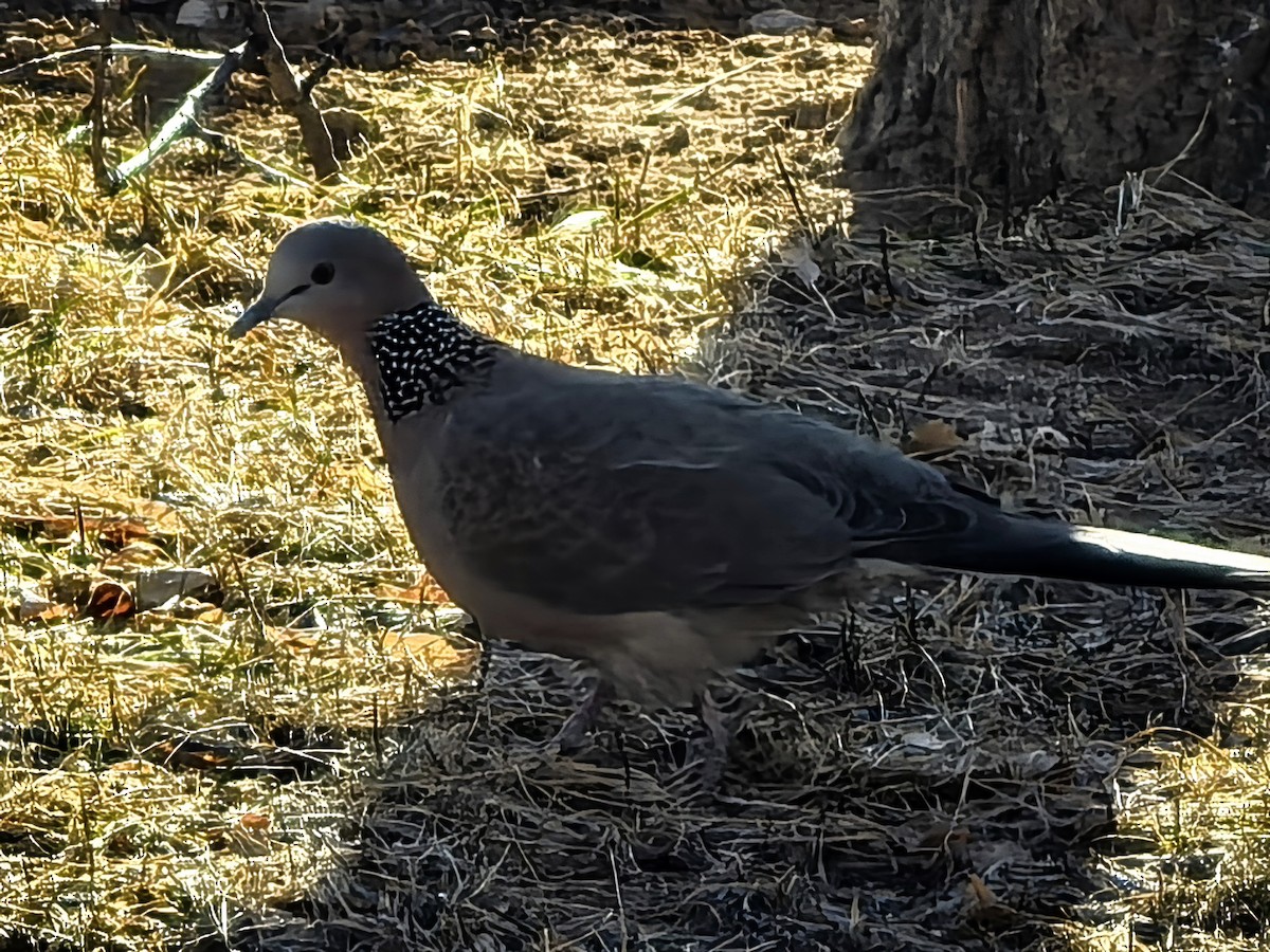 Spotted Dove - ML647265768
